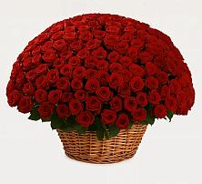 Премиум букет из: Розы в Новой Ладоге